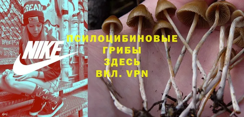 Псилоцибиновые грибы Cubensis  Минусинск 